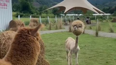 Alpaca without its wool