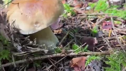 Immersive Mushroom Hunting 2