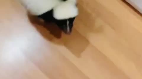 Skunk cute pets