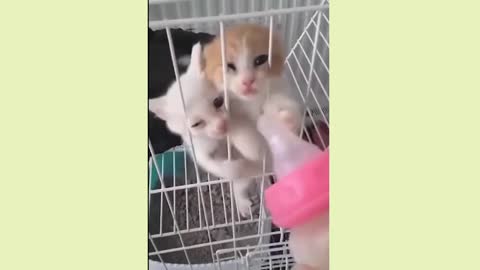 Healing cute cat and dog funny video 3.