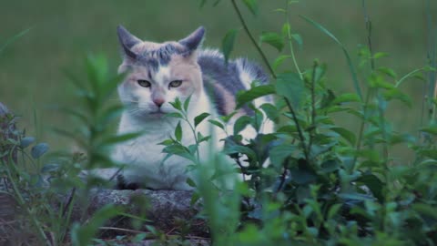 Cat on stone wall sleeps peacefully