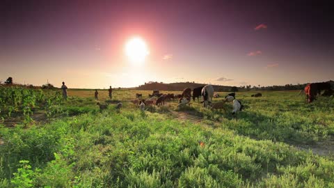 Herd of Cows and Goats Eating Grass