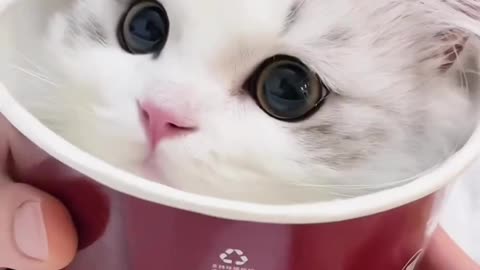 Such a cute kitten must be eaten in one bite!!