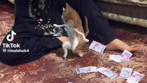 Cat dance enjoy