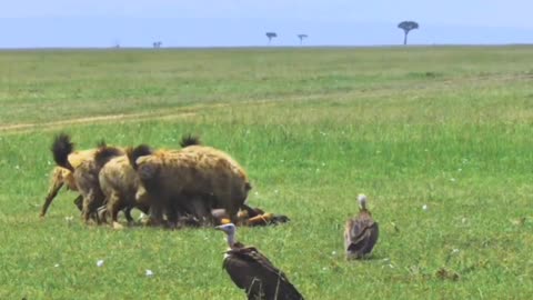 Lions Vs Hyenas