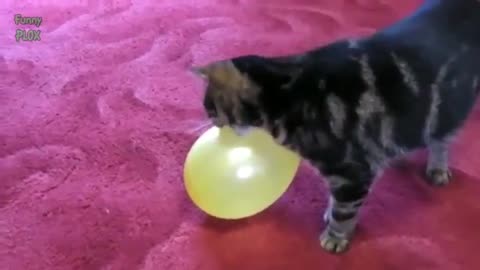 Cats vai ballons