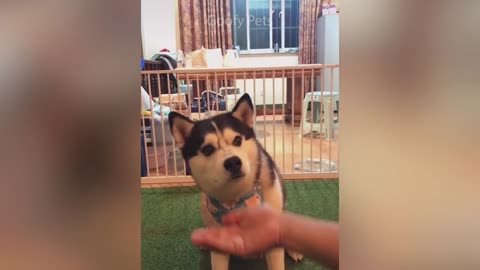 Cat Reaction to Cutting Cake - Funny Dog