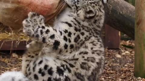 Snow leopard