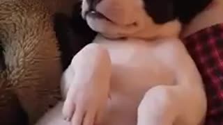 Sleeping Puppy Woken by Firetruck