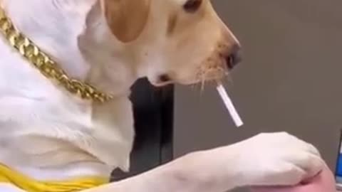 Dog is smoking a cigarette