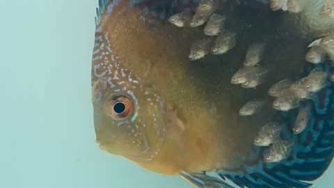 Discus Fish Babies Feeding