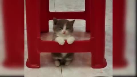 Baby Cats - Cute and Funny Cat Videos Compilation #26 #Shorts