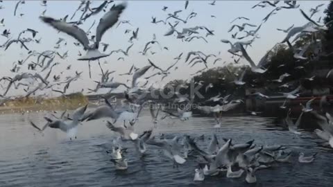 Beautiful image of river with beautiful flute music☺️🍃