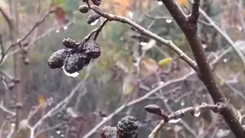 A Raindrop Holding Tight To A Tree Bud In The Autumn Wind.