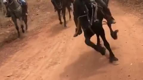 Caballo bailando con ritmo