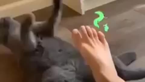 Funny Cat Reaction to Smelling Owner's Foot