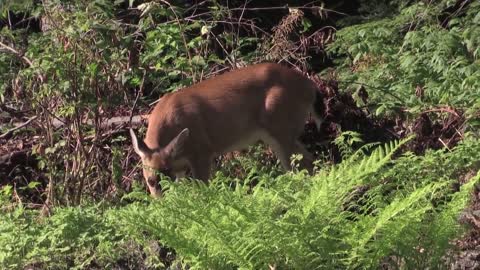 Deer Eating Grass