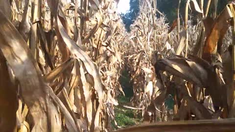 ASMR Walking in a Corn Field Sounds of Corn and Corn Stalks Crunching POV Sounds like rain RELAX