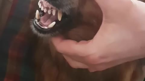 Funny angry la la dog can't stop laughing