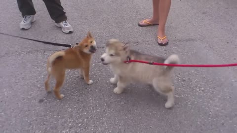 Alaskan Malamute vs Shiba Inu