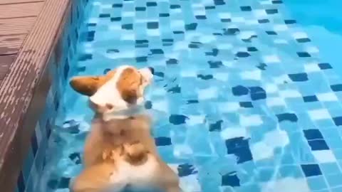 Câozinho nadando na piscina