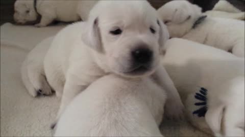 Litter of puppies learn how to walk and use their voices