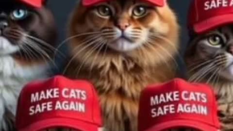 Make Cats Safe Again #PeterBoykinSings