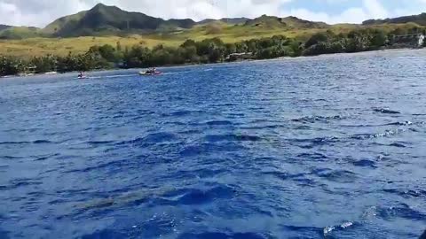 Great Wild Dolphin Swimming Scenic View