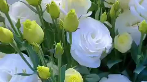 White_Eustoma_Represents_Pure_Love__#satisfying_#short