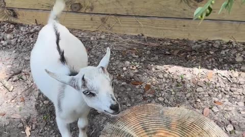 Our goats are a huge help when it comes to trimming and weeding around the wildlife center 🌿🐐