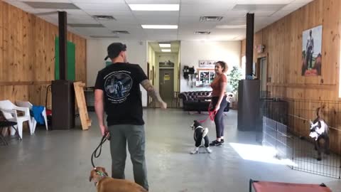 Dog reactivity training