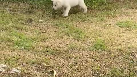 Two Playful puppies