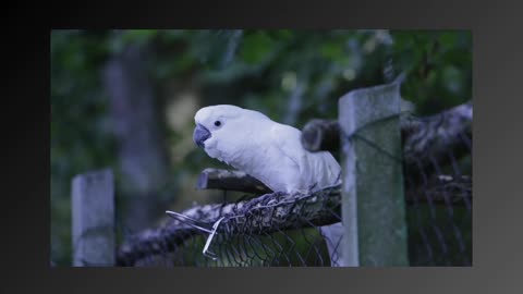 Cacadu parrot on nature