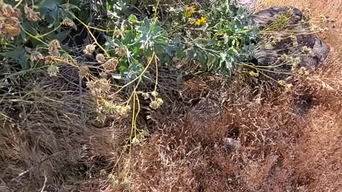 Gopher Snake Imitating Rattlesnake Rattle Sound