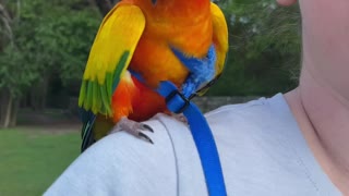 Parrot has loud conversation with mom