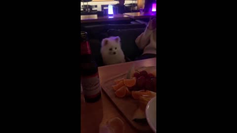 Cute Dog Swinging In The Bar