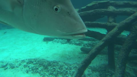 Small Tropical Fish Feeding Off Large Fish