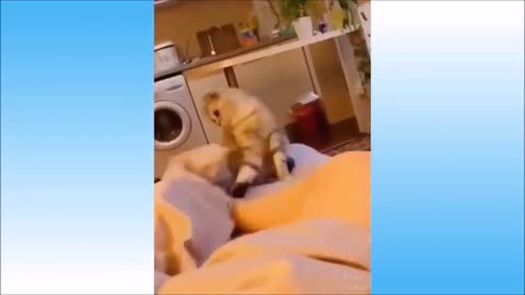 Dogs running up a ladder.🤣🤣 Try Not to Laugh Challenge 2022 🐶 Cute Animals 🐱 Dogs and Cats