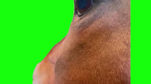 Horse Side Eye | Green Screen