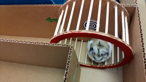 Hamster escaping amazing maze for animals!