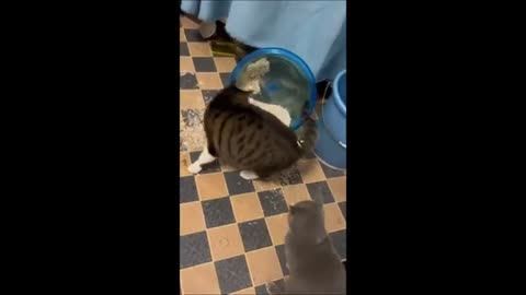 Funny cat video