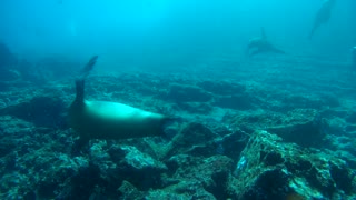 Sea Lions dance