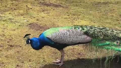 Peacock transformation