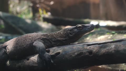 Onitor Lizard on a Branch of tree🌳Baby animals, Crocodiles in the zoo #2022 #zoo