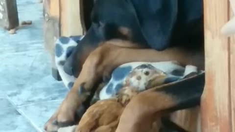 Doberman thinks baby chicken is a puppy pt3