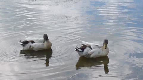 Showing bantam ducks to my 12 year old grandson.