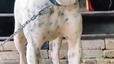 Dog Short Video