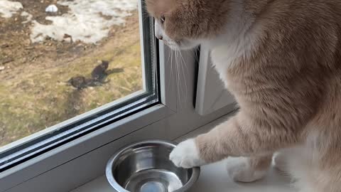 Hungry Cat Makes Sure It's Heard