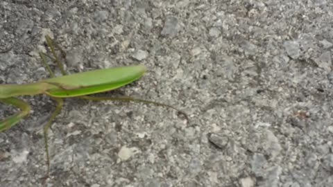 Mr. Praying Mantis