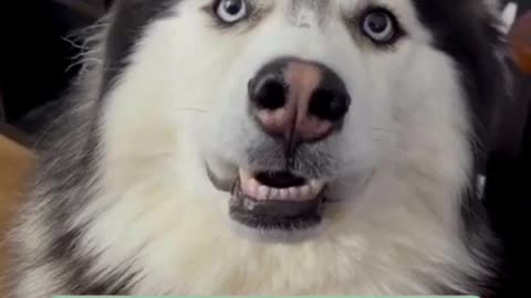 Funny Husky farts! 😳